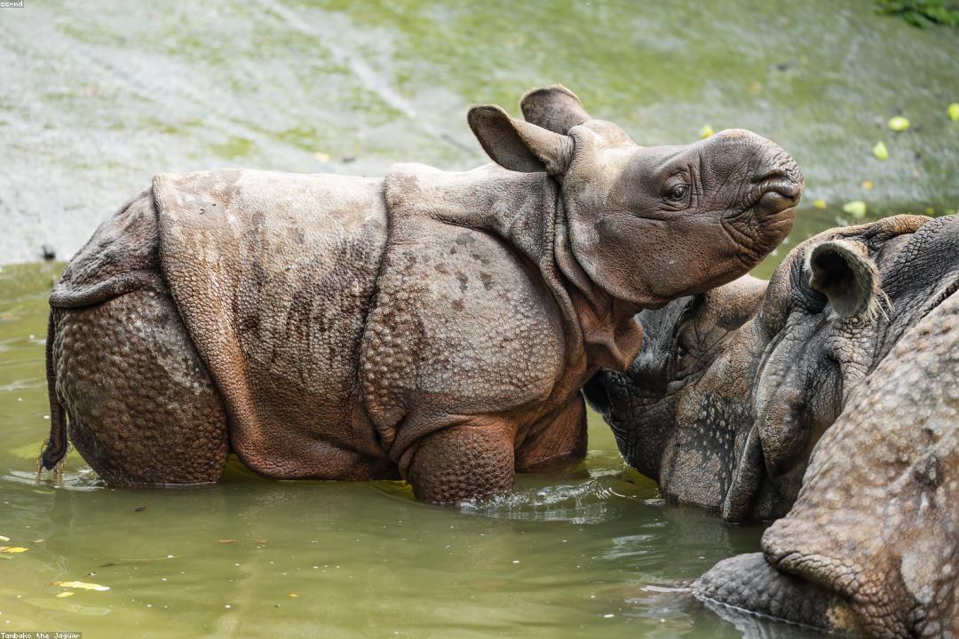 신생아 목욕 준비물과 안전한 자세